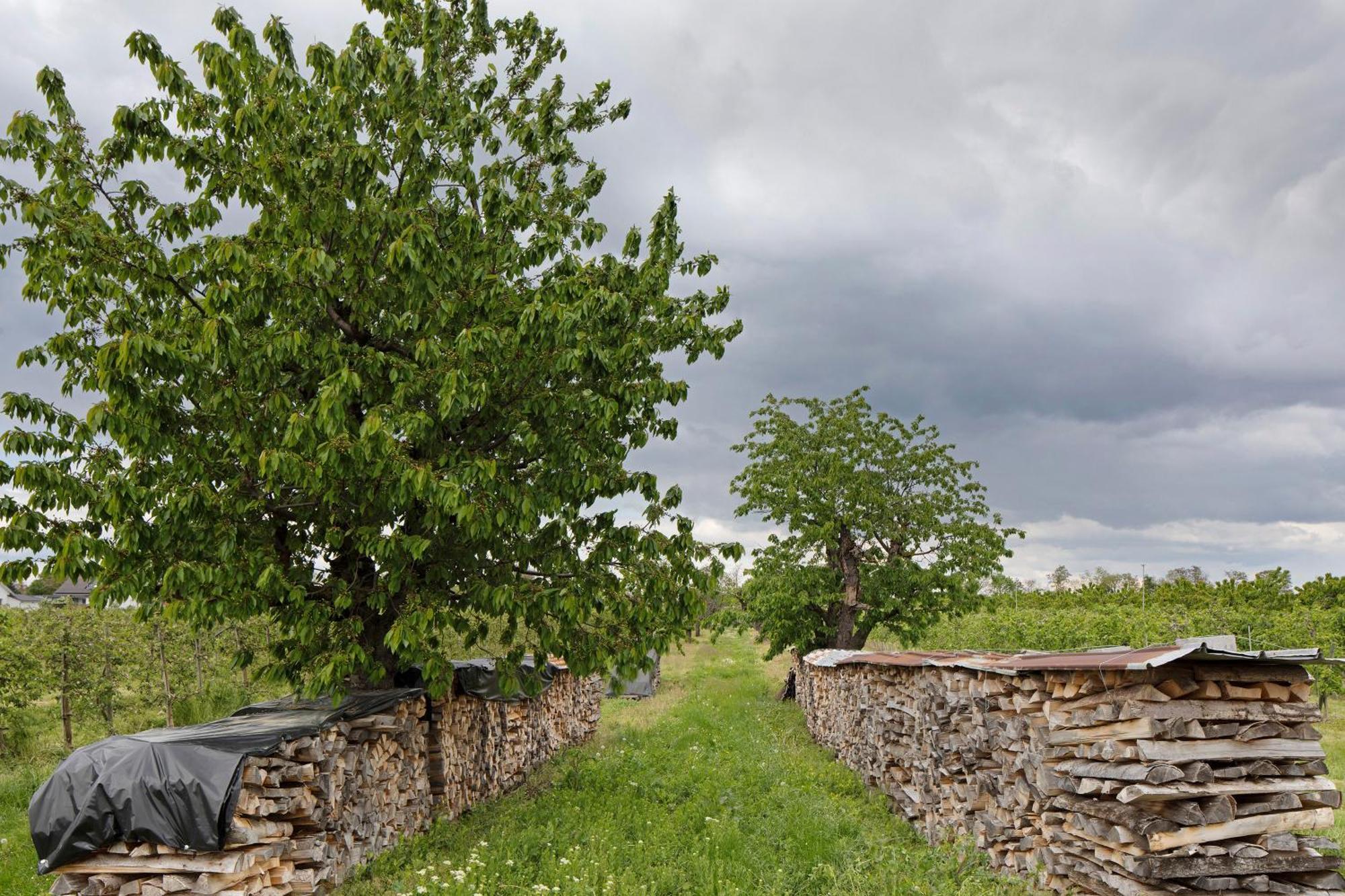 Ferienhof Schloessle Sasbach am Kaiserstuhl Eksteriør bilde